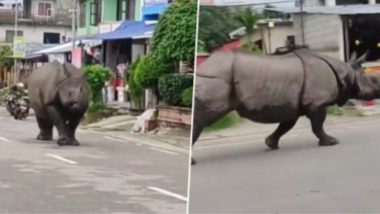 Video Of Rhinoceros Racing Down A Street: শহরের রাস্তায় প্রাণপণে ছুটছে গন্ডার, দেখুন ভিডিও